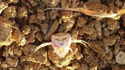 Yalova'da insan yüzlü örümcek görenleri şaşkına çevirdi!