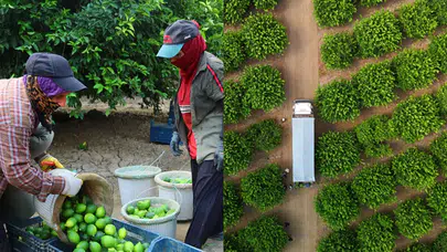 Limon hasadı başladı: Fiyatlar düşecek mi?