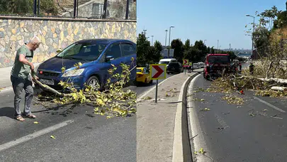 Üsküdar'da korkutan olay: Seyir halindeki otomobilin üzerine ağaç devrildi!