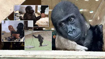 Yavru goril 'Zeytin' Nijerya'ya uğurlanıyor!