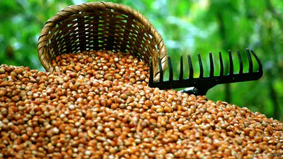 TMO duyurdu: Fındık alım fiyatı belli oldu