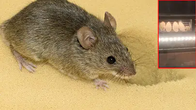 Elazığ'da fırından mide bulandıran görüntüler! Tezgahta fare kol gezdi!