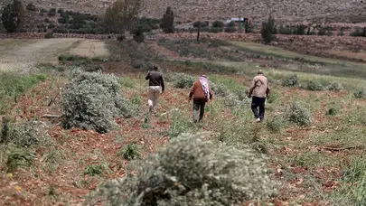 Batı Şeria’da İsrailli işgalciler Filistinlilerin zeytin ağaçlarına saldırdı!