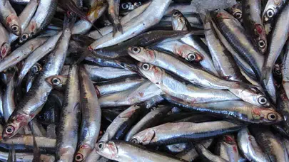 2025 balık sezonu 1 Eylül’de açılıyor: Türkiye’de balıkçılık sektörü