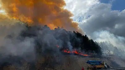 Bolu'da ormanlık alanda yangın