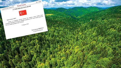 DMM'den orman talanı iddialarına yalanlama