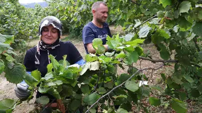 Ordu’da fındık hasadında yerli işçi desteği!