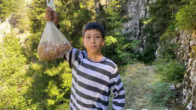 Artvinli küçük Eymen, çam sakızıyla kazanç sağlıyor