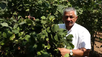 Fındık fiyatları 320 liraya dayandı