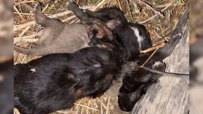Tokat'ta kan donduran olay: 3 yavru köpeği iple boğdular