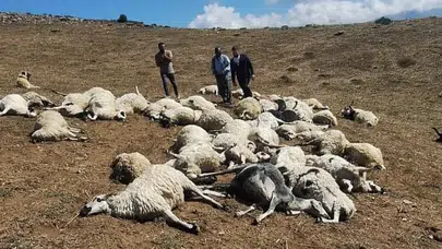 Tunceli'de yıldırım çarpan sürünün 58 koyunu telef oldu