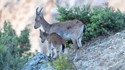 Dağ keçileri Munzur Dağları’nda görüntülendi