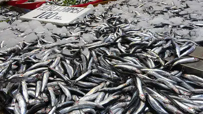 Karadeniz’de palamut yok, hamsi erken ve bol çıktı