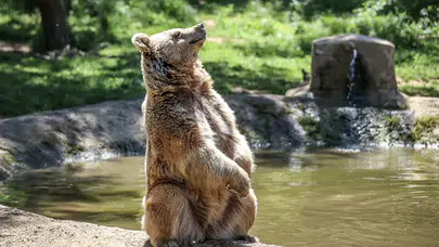 Ankara'da ilginç görüntüler: Sokakta gezen ayı şaşırttı!