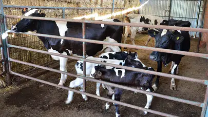 2025 yılı buzağı destek ödemesi