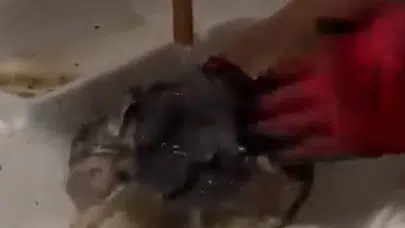 Bursa’da su borusuna sıkışan yavru kedi 2 saatlik çalışmayla kurtarıldı