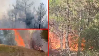 Denizli'de orman yangını!