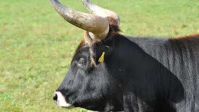 TÜİK duyurdu: Türkiye'de küçükbaş ve büyükbaş hayvan sayısı ne kadar oldu?