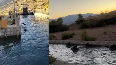 Erzincan’da sulama kanalına düşen domuz sürüsü panik yarattı