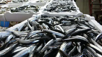 Trabzon’da hamsi bolluğu