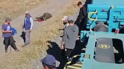 Kars’ta yük treni büyükbaş hayvanlara çarptı: 5 hayvan telef oldu!