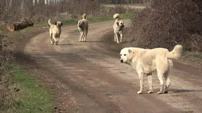 Diyarbakır'da başıboş köpek dehşeti!