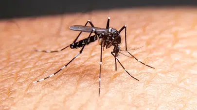 Sivrisinek ısırığı nasıl geçer? Kaşıntı kaç gün sürer?