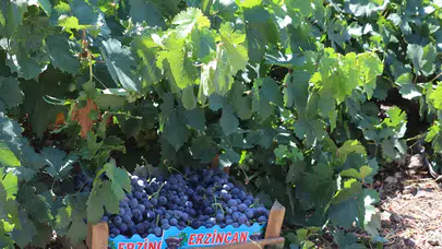 Zirai don mağduru çiftçiye destek