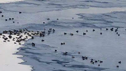 Erzurum'da Sibirya soğukları etkili : Yaban hayatı olumsuz etkilendi