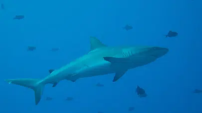 Brezilya'da 13 yaşındaki çocuğa köpekbalığı saldırdı