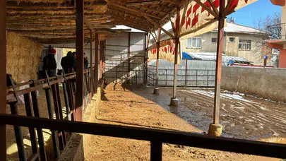 Burdur'da ahırda elektrik kazası: 14 büyükbaş hayvan telef oldu!