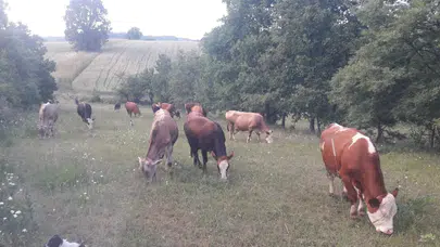 Bilecik'te şap alarmı! Hayvan giriş-çıkışları yasaklandı!