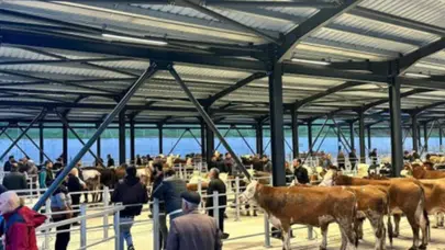 Bartın hayvan pazarı ne zaman açılıyor? 4 aylık şap nöbeti bitiyor!