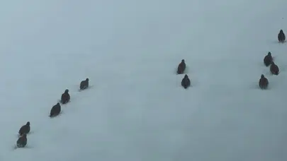 Erzincan'da av yasağı: Keklik ve tavşan avı yasaklandı!