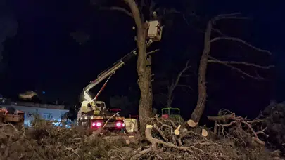 Aydın'da kuvvetli rüzgar çam ağacını devirdi!