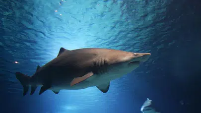 Köpek balığı saldır 12 yaşındaki çocuk, köpek balığı saldırısında yaşamını yitirdi! ısında 12 yaşındaki çocuk yaşamını yitirdi!