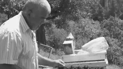 Bartın'da kestiği ağacın altında kalan adam hayatını kaybetti