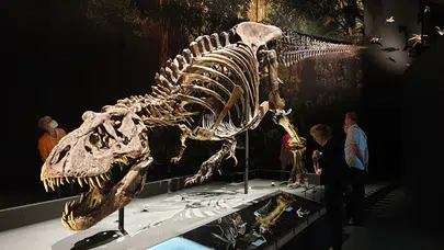 Dinozorların kralı T. rex hakkında şok keşif: 40 yaşına kadar büyüyor