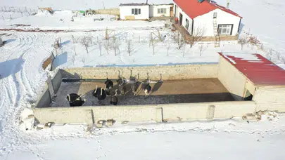 Ana vatanı Afrika olan deve kuşları Kars'a uyum sağladı!