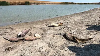 Tekirdağ'da su seviyesi düştü, Temrezli Göleti'nde balıklar öldü!