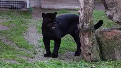 İzmir Doğal Yaşam Parkı'nın jaguarı Juliet öldü