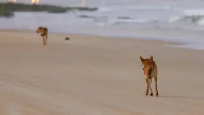 19 yaşındaki genç kadın, 10 dingo köpeğinin arasında ölü bulundu