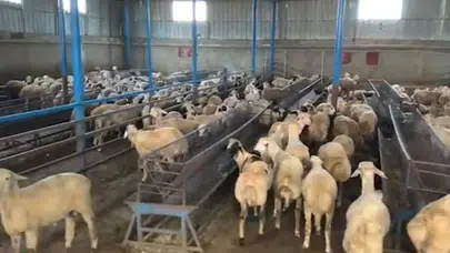 Tunceli'de 930 hayvanı sahte dekontla satın alan şüpheli tutuklandı