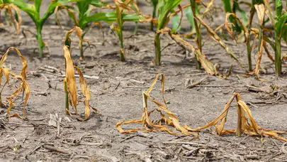 Başkan Fatih Köse: Gediz Havzası alarm veriyor!