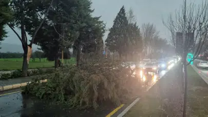 Muğla Menteşe'de fırtına çilesi: Yola ağaç devrildi, trafik durdu!