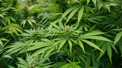 Kenevir üretimine yeni düzenleme : Hangi illerde ekim yapılabilecek?