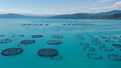 Ordu'nun ağ kafeslerinde 6 bin ton balık üretildi