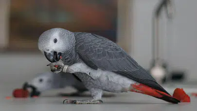 İstanbul Havalimanı'nda 20 Afrika gri papağanı ele geçirildi