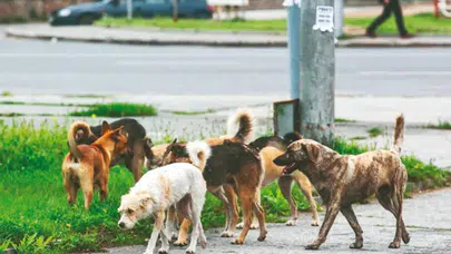 Çorum'da 2 köpek çocuğa saldırdı : Yaralanan çocuk tedavi altına alındı
