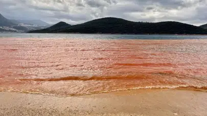 Antalya Kaş’ta sahilde ölü inek bulundu